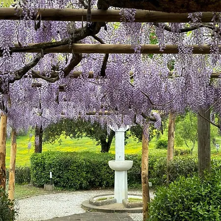 Olea