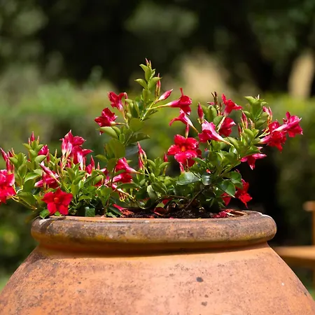 Holiday home Olea Sant'Ellero