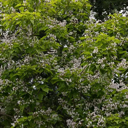 Olea Dom wakacyjny SantʼEllero